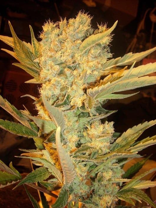 Dutch Passion Power Plant фотопериодные семена конопли — фото 2