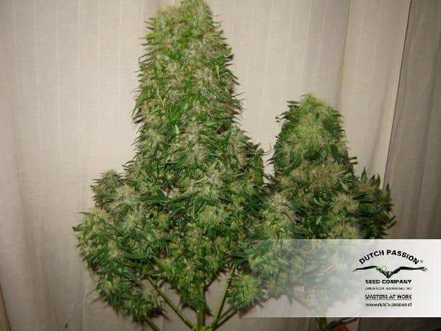 Dutch Passion Power Plant Фотопериодные семена конопли — фото 5