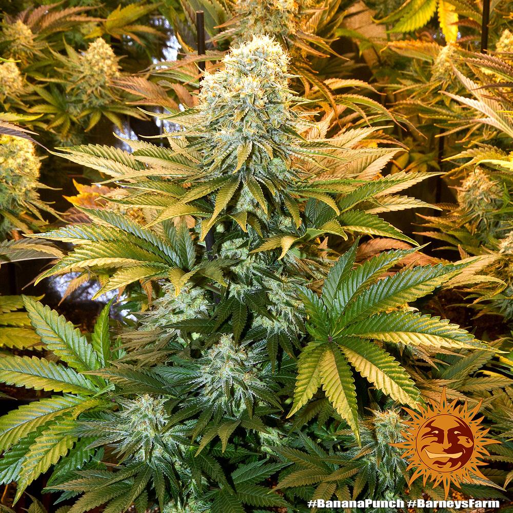 Barney's Farm Banana Punch фотопериодные семена конопли — фото 2