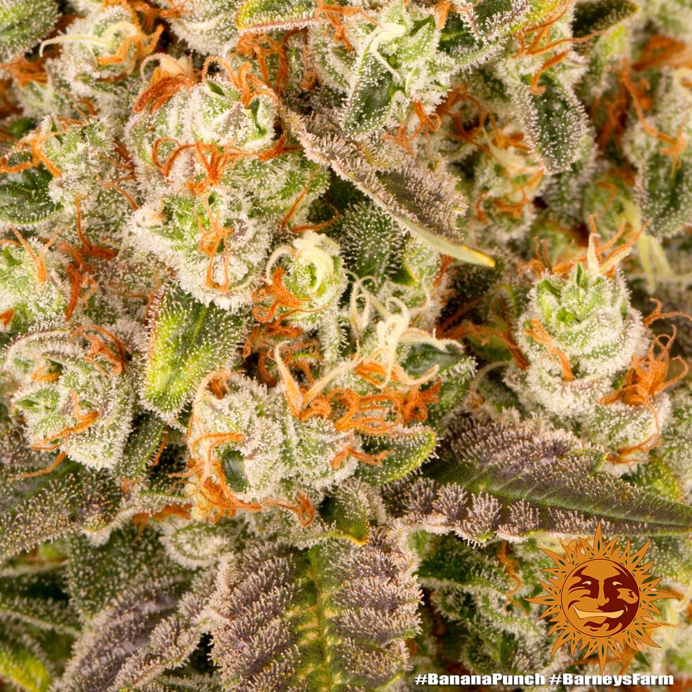 Barney's Farm Banana Punch фотопериодные семена конопли — фото 3