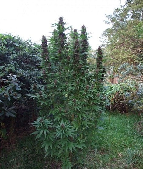 Purple #1ular Фотопериодные семена конопли — фото 2