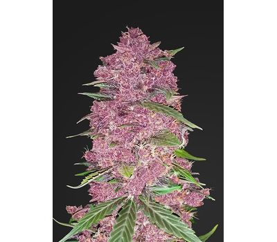 FastBuds Purple Lemonade Автофеминизированные семена конопли