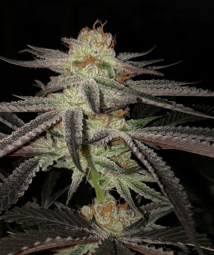 Purple Punch x Do-Si-Dos Фотопериодные семена конопли