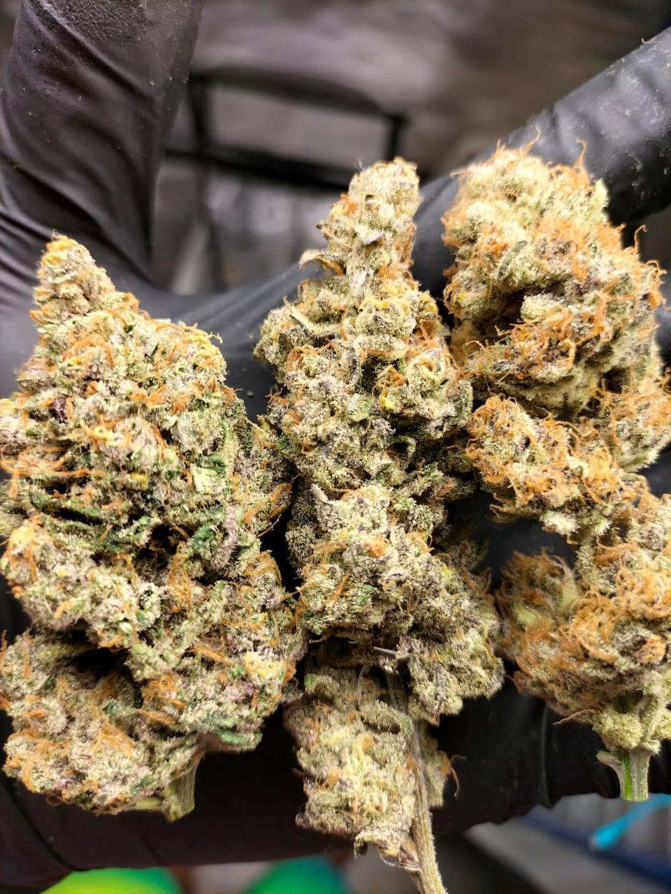 Radical Juice Фотопериодные семена конопли