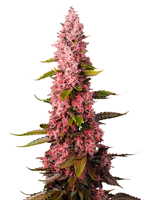 Red Hot Cookies Фотопериодные семена конопли