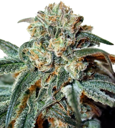 RipperSeeds Zombie Kush фотопериодные семена конопли