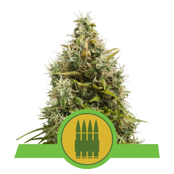 Royal Queen Seeds Royal AK Automatic Феминизированные автоцветущие семена конопли