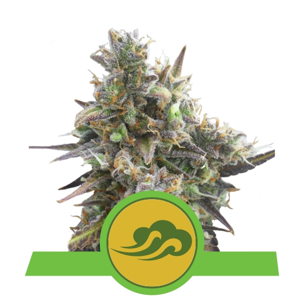 Royal Queen Seeds Royal Bluematic Феминизированные автоцветущие семена конопли