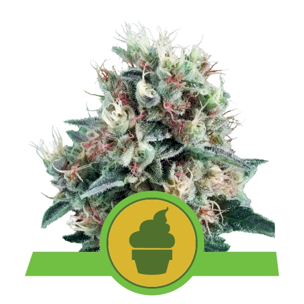 Royal Queen Seeds Royal Creamatic Auto Автофеминизированные семена конопли