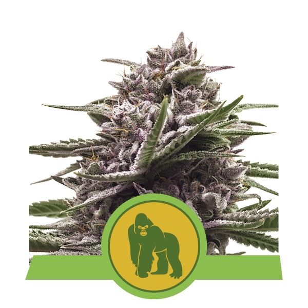Royal Queen Seeds Royal Gorilla Automatic Автоцветущие феминизированные семена конопли