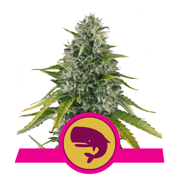 Royal Queen Seeds Royal Moby Фотопериодные феминизированные семена конопли