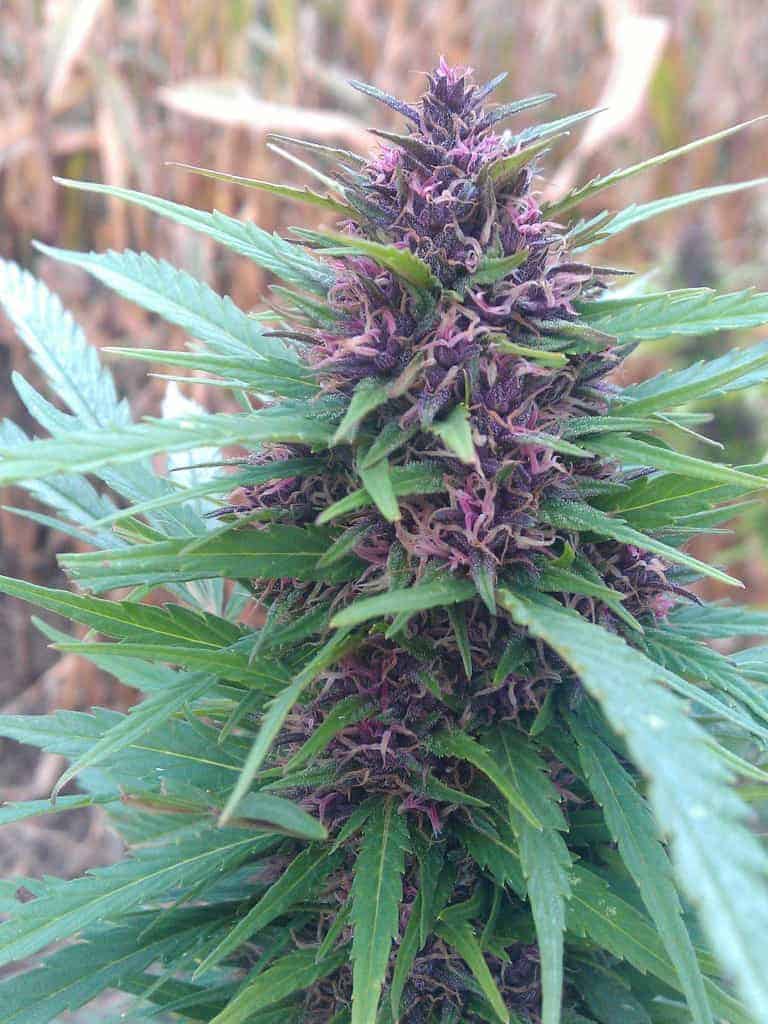 Shaman Фотопериодные семена конопли — фото 2