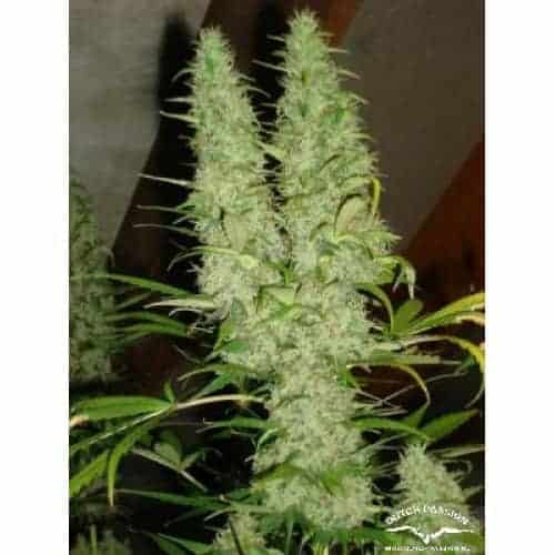 Skunk #11 Фотопериодные семена конопли — фото 3