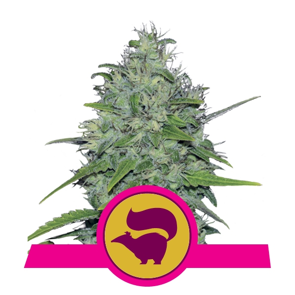 Royal Queen Seeds Skunk XL Феминизированные фотопериодные семена конопли