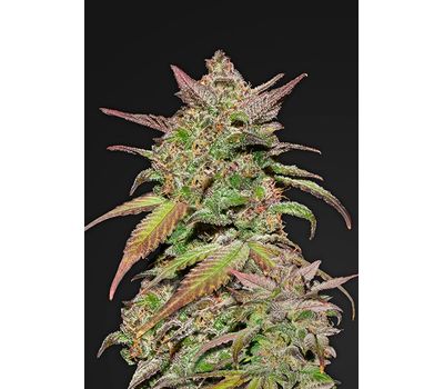 Fast Buds Smoothie Auto Автоцветущие семена конопли