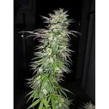 Snow Bud фотопериодные семена конопли — фото 3