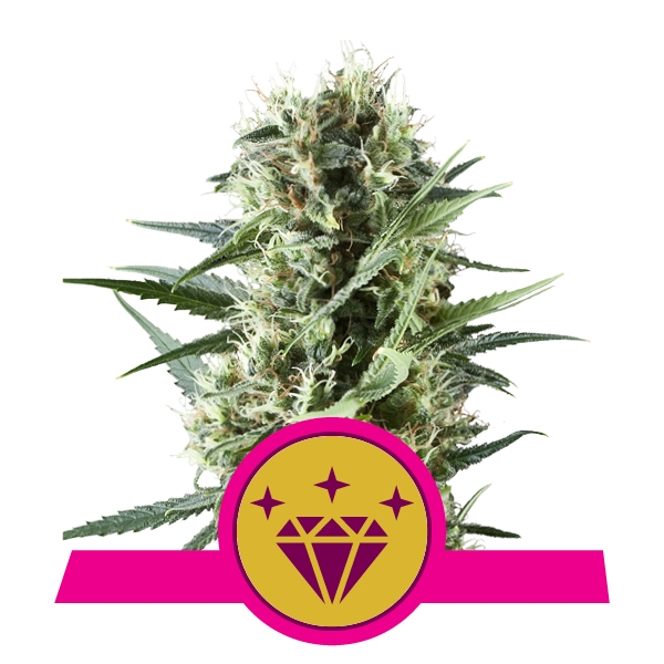 Royal Queen Seeds Special Kush Феминизированные фотопериодные семена конопли