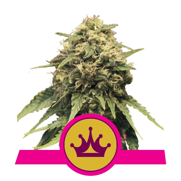Royal Queen Seeds Special Queen Феминизированные фотопериодные семена конопли
