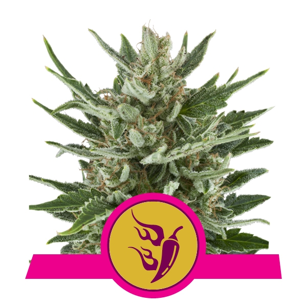Royal Queen Seeds Speedy Chile Феминизированные фотопериодные семена конопли