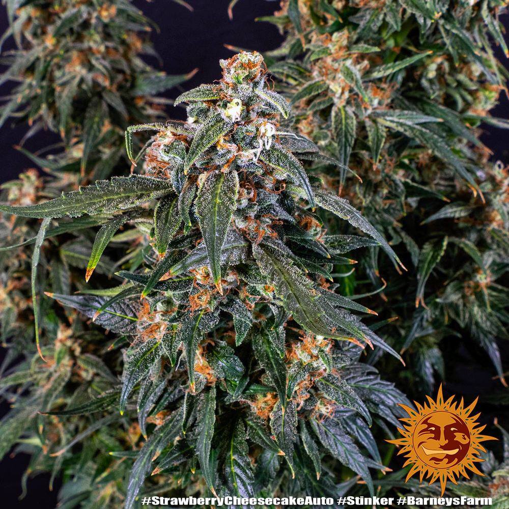 Barney's Farm Strawberry Cheesecake Auto Автоцветущие феминизированные семена конопли — фото 3