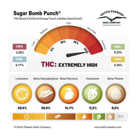 Sugar Bomb Punch Фотопериодные индико-доминантные семена конопли