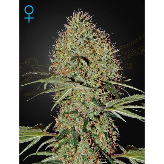 Super Bud Autoflowering автоцветущие семена конопли