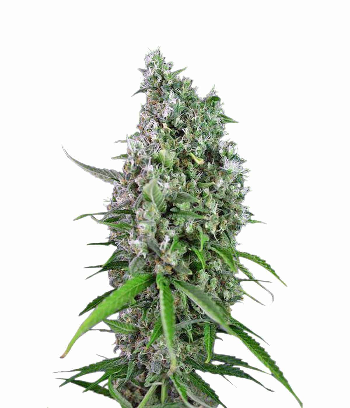 Auto Sweet Trainwreck Автоцветущие феминизированные семена конопли