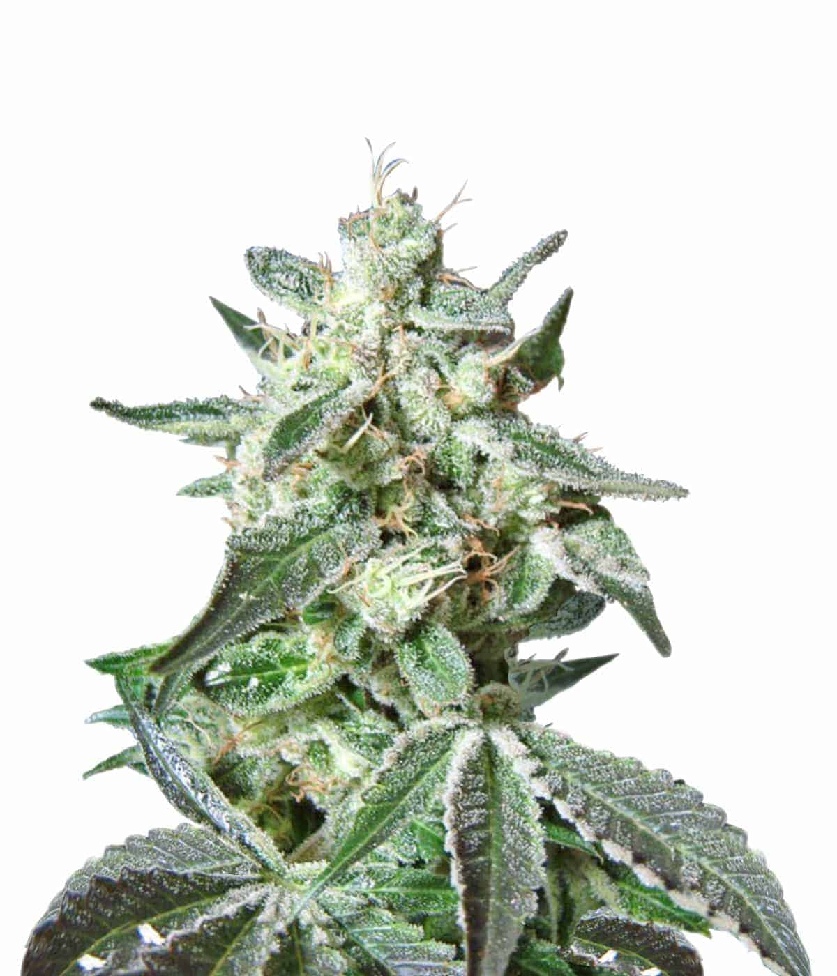 Black Jack FV Фотопериодные семена конопли