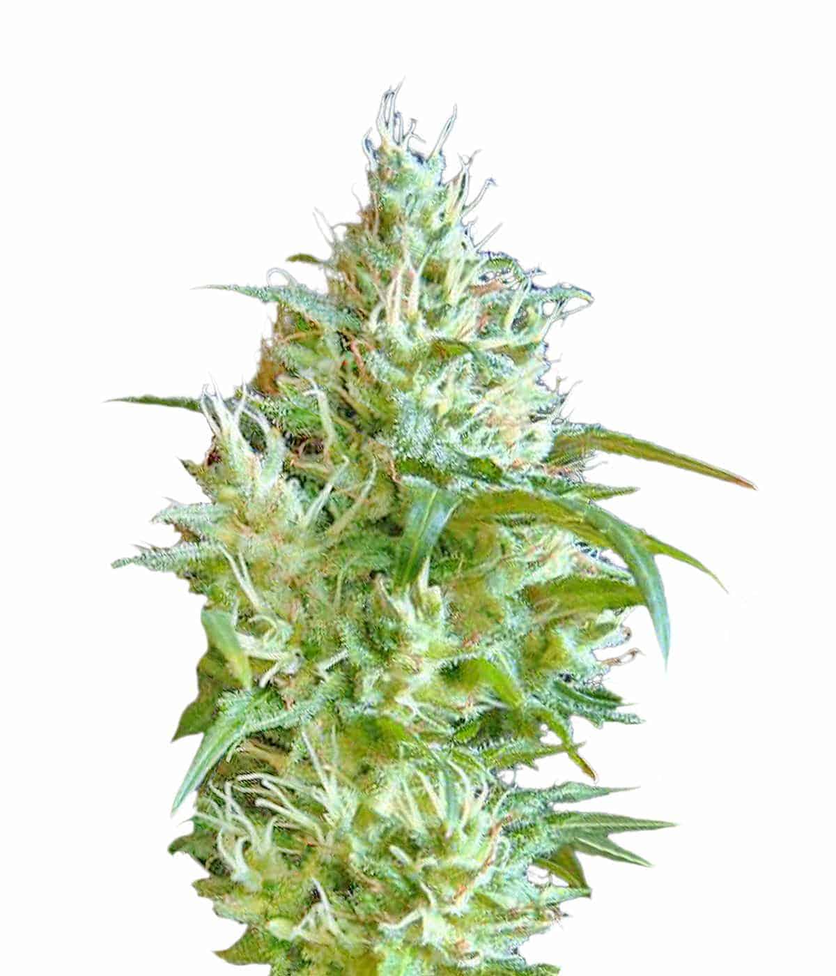 Flash Back #2 Фотопериодные семена конопли