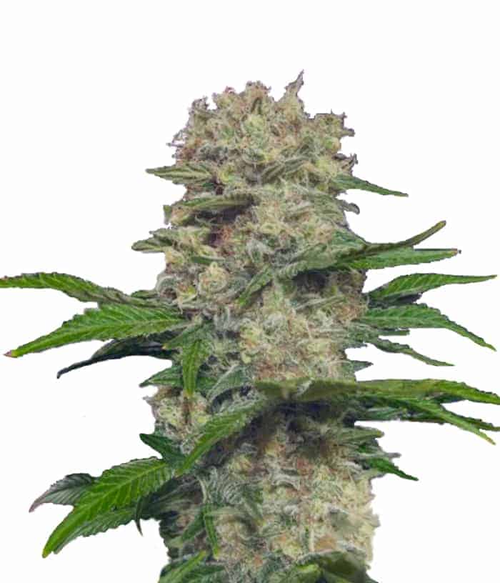 Mohan Ram Auto Автоцветущие семена конопли