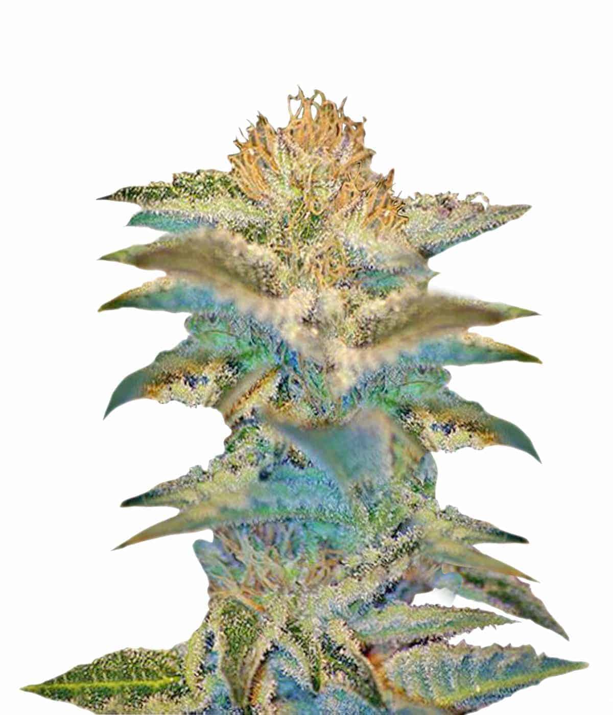 Mohan Ram Фотопериодные семена конопли