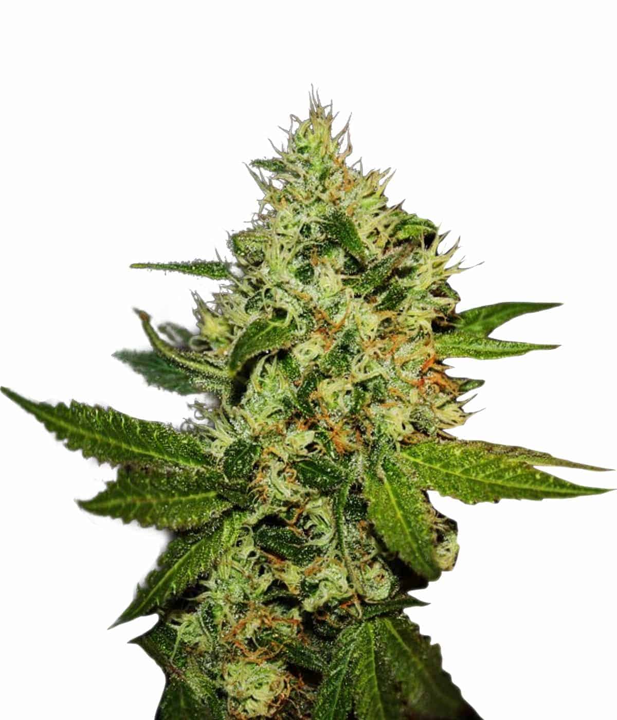 Wild Rose Фотопериодные семена конопли