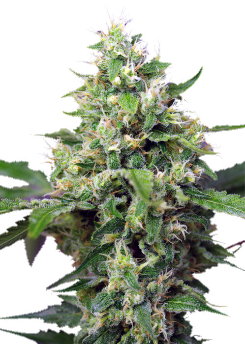 Sweet Seeds Sweet Amnesia Haze XL Auto Автоцветущие семена конопли