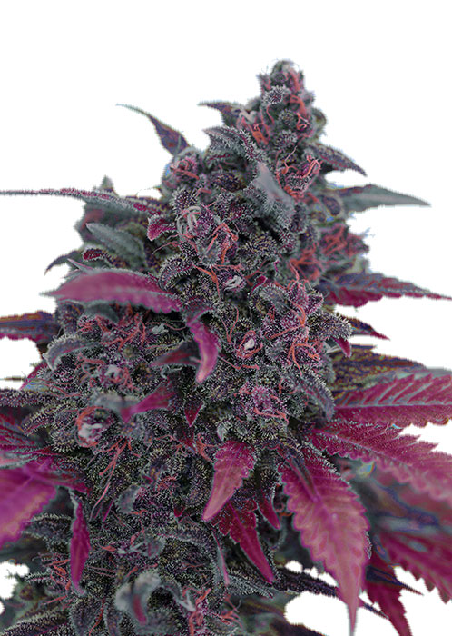 Dark Devil Auto фотопериодные семена конопли