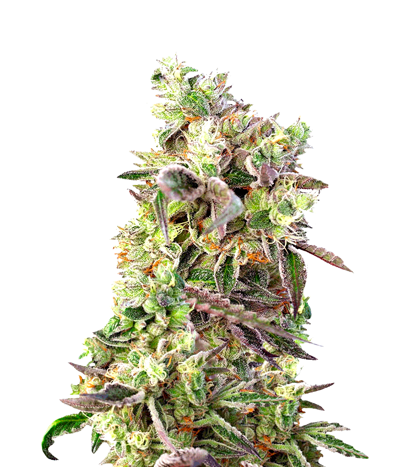 Sweet Seeds Do-Sweet-Dos феминизированные фотопериодные семена конопли