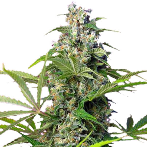 Gorilla Girl Феминизированные семена конопли