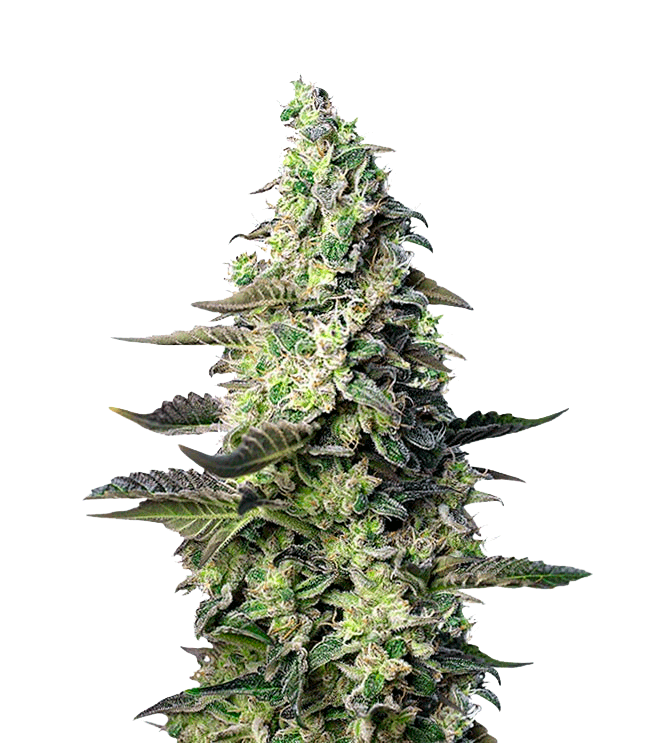 Sweet Seeds Green Poison XL Auto Автофеминизированные семена конопли