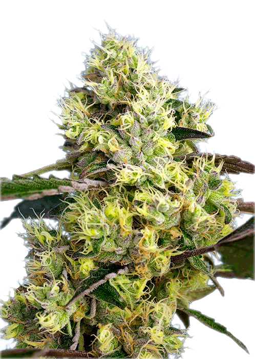 Sweet Gelato Auto Автоцветущие феминизированные семена конопли