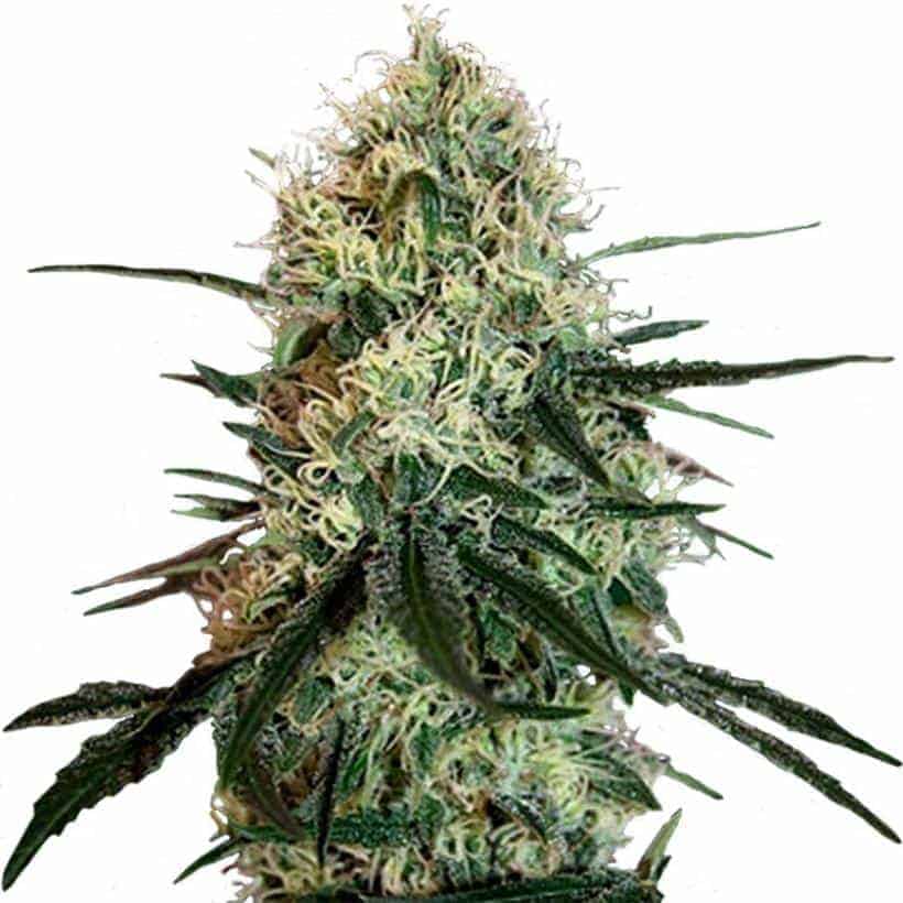 Chronic Thunder Фотопериодные феминизированные семена конопли