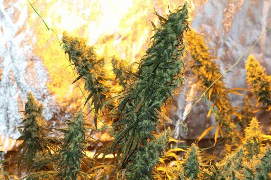 Barney's Farm Tangerine Dream фотопериодные семена конопли — фото 2