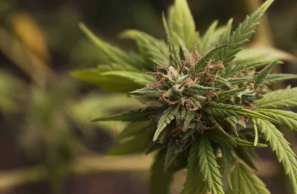 Dutch Passion Trance фотопериодные семена конопли — фото 3