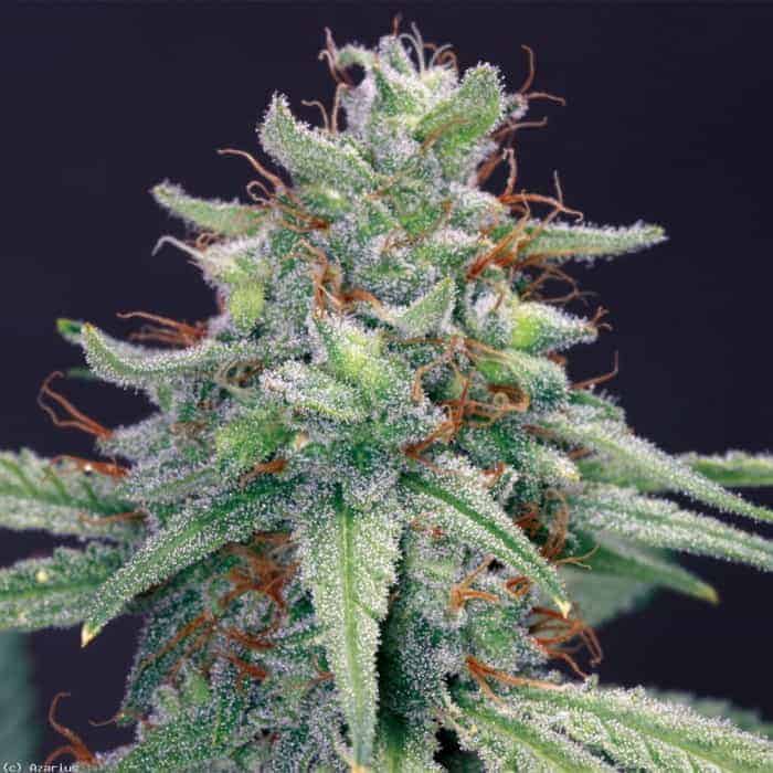 Triple Cheese фотопериодные семена конопли — фото 2