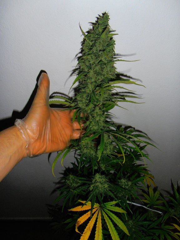 Triple Cheese фотопериодные семена конопли — фото 4