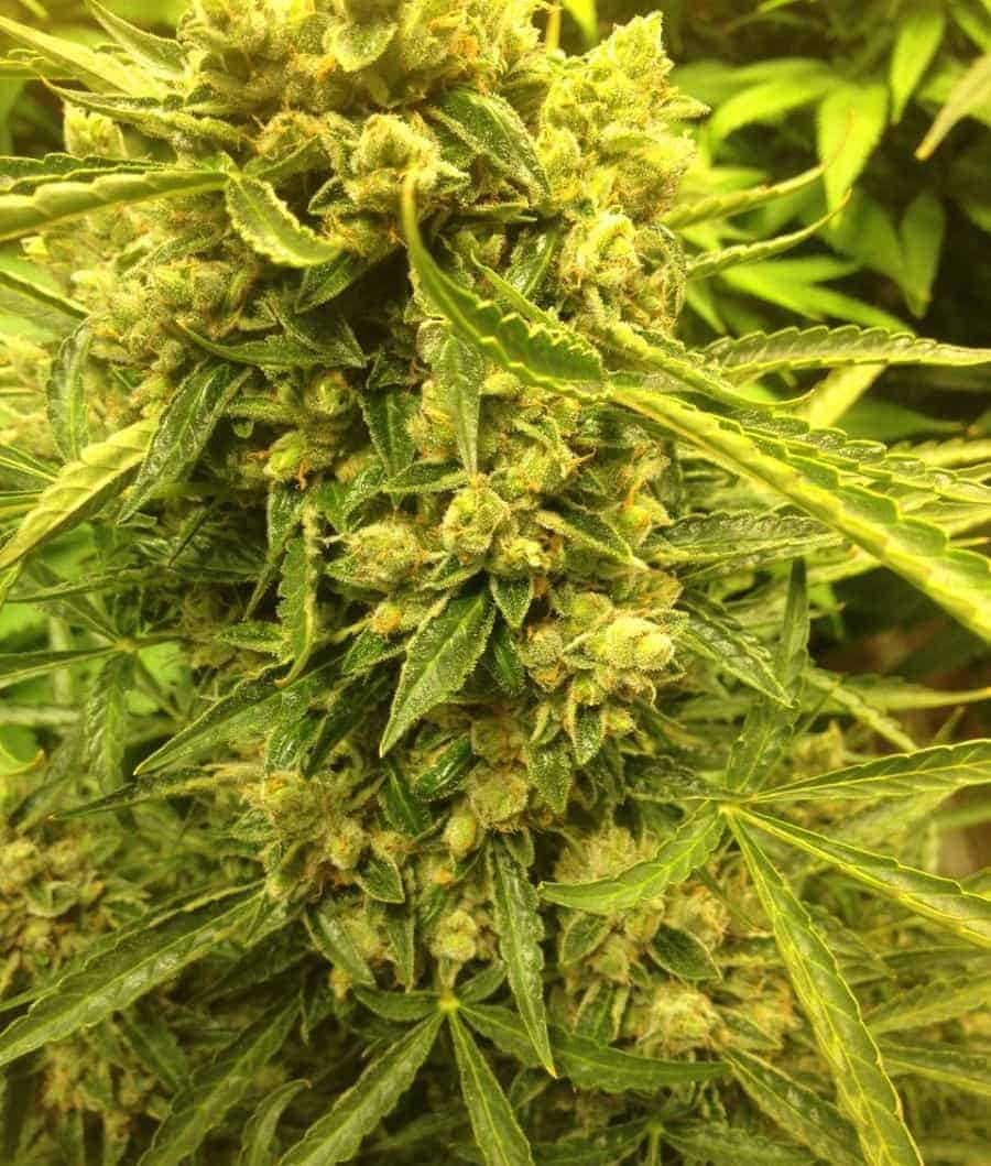 Auto Ultimate автофеминизированные семена конопли — фото 3