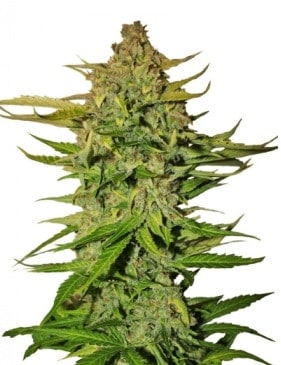 Northern Express Auto Автофеминизированные семена конопли
