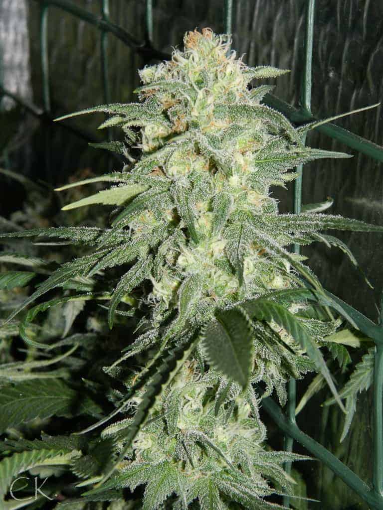 White Widow фотопериодные семена конопли — фото 2