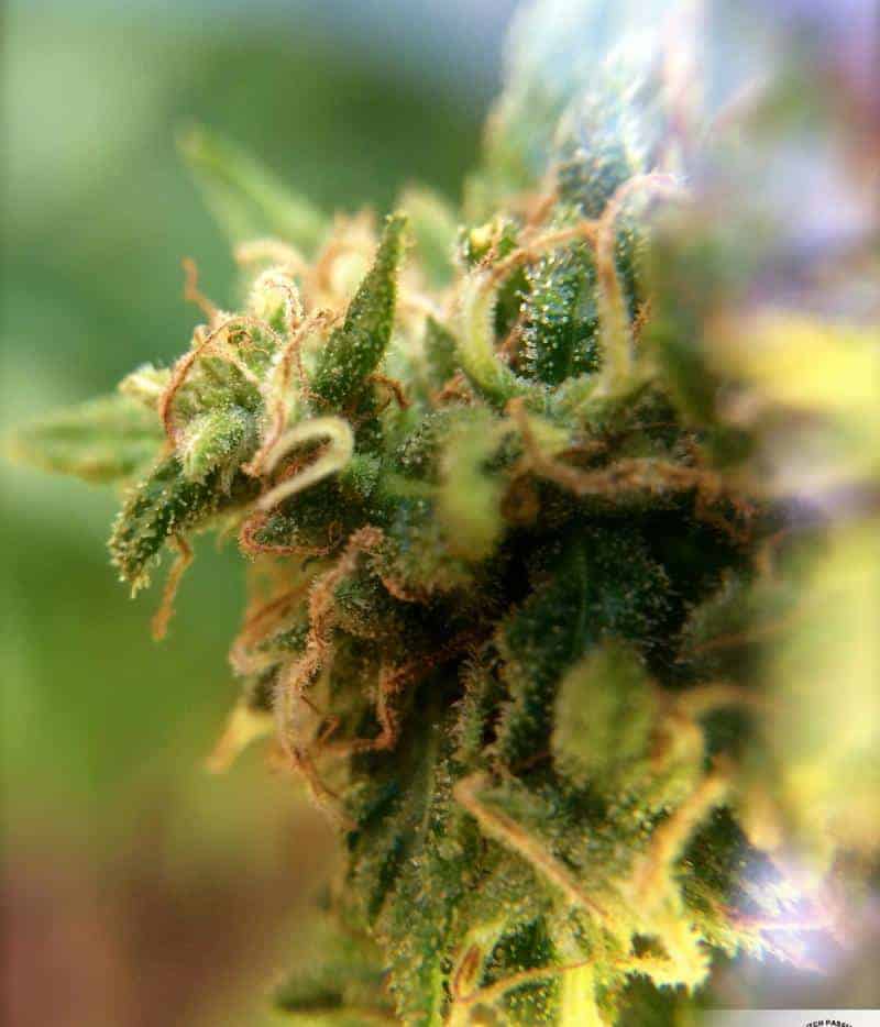 White Widow X Ultimate фотопериодные семена конопли — фото 2