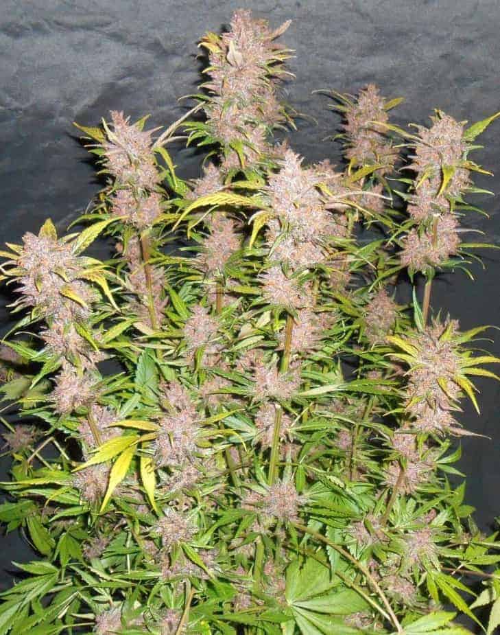 Dutch Passion Auto Blackberry Kush автофеминизированные семена конопли — фото 2