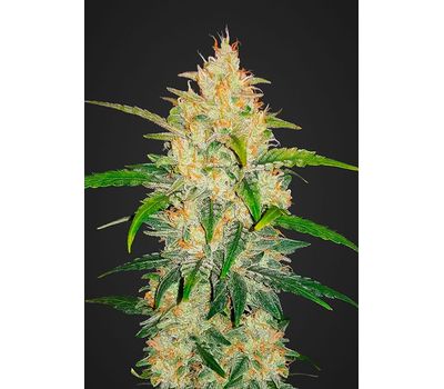 Zkittlez Auto Автоцветущий гибрид семена конопли